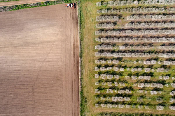 Luftaufnahme Von Obstbäumen — Stockfoto