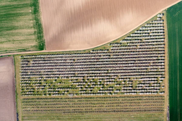 Vue Aérienne Paysage Des Arbres Fruitiers — Photo