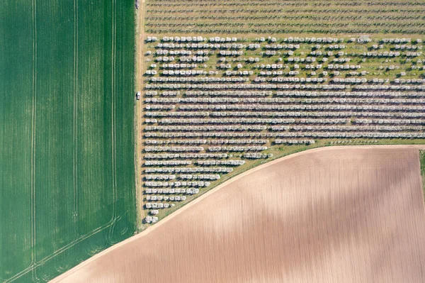 Luftaufnahme Von Obstbäumen — Stockfoto