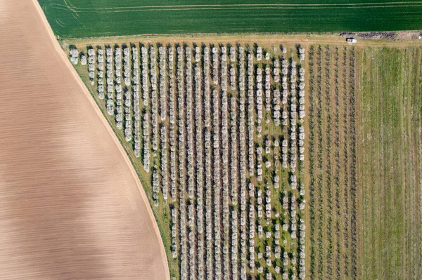 Luftaufnahme Von Obstbäumen — Stockfoto