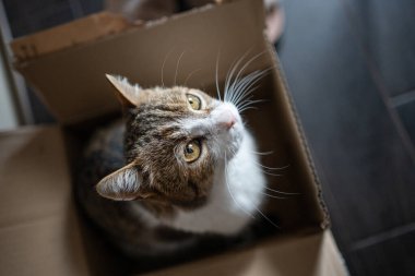 Evde oturup bir kutuya bakan bir kedi.