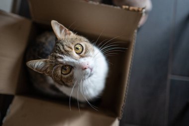 Evde oturup bir kutuya bakan bir kedi.