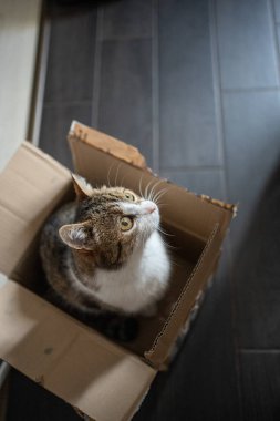 Evde oturup bir kutuya bakan bir kedi.