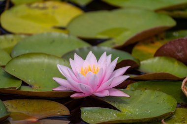 beautiful vivid water lily in a pond