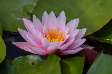 beautiful vivid water lily in a pond