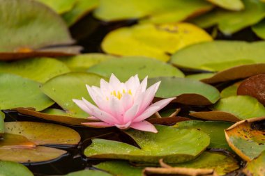 beautiful vivid water lily in a pond