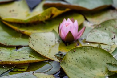 beautiful vivid water lily in a pond