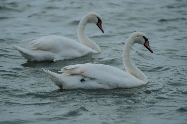 Swans Swimmig Lake Balaton Rainy Day — Zdjęcie stockowe