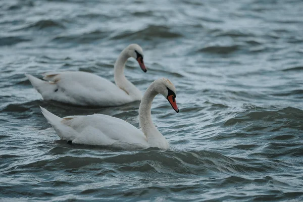 Swans Swimmig Lake Balaton Rainy Day — Stockfoto