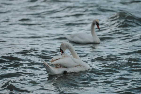 Swans Swimmig Lake Balaton Rainy Day — Zdjęcie stockowe