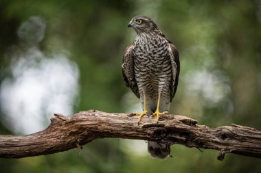 beautiful sparrow-hawk resting on a tree