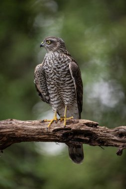 beautiful sparrow-hawk resting on a tree