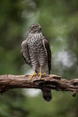 beautiful sparrow-hawk resting on a tree