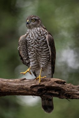 beautiful sparrow-hawk resting on a tree