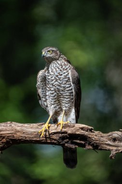 beautiful sparrow-hawk resting on a tree
