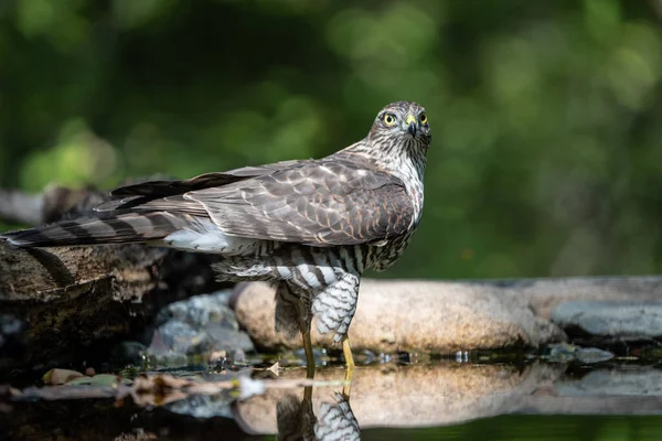 Beau Moineau Faucon Reposant Dans Eau — Photo