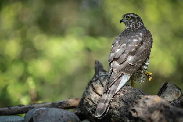 Beautiful Sparrow Hawk Resting Tree — 스톡 사진
