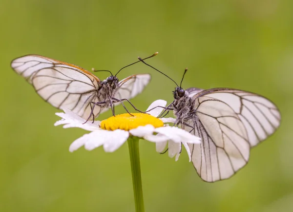 Butterflies Daisy Bud — Stock Photo, Image