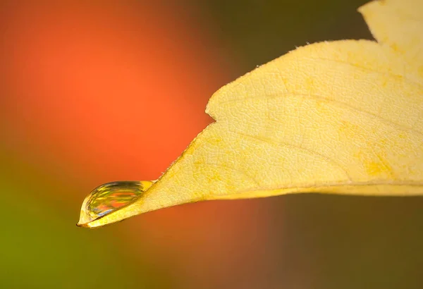 나뭇잎 떨어지는 물방울 — 스톡 사진
