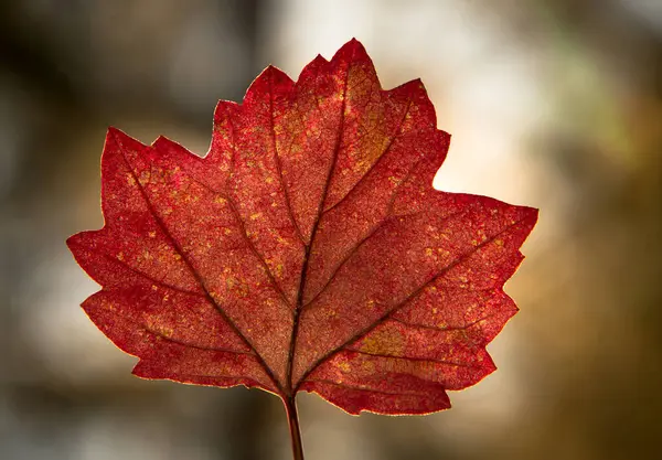 Tree Leaf Close — Stock Photo, Image