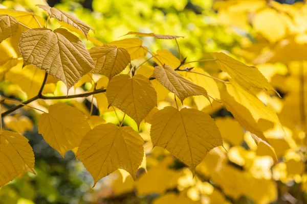 Yellowed Maple Leaves Tree — Stock Photo, Image