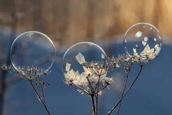 Замороженные Мыльные Пузыри Стебле Растения — стоковое фото