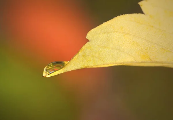 カエデの茎の低下 — ストック写真