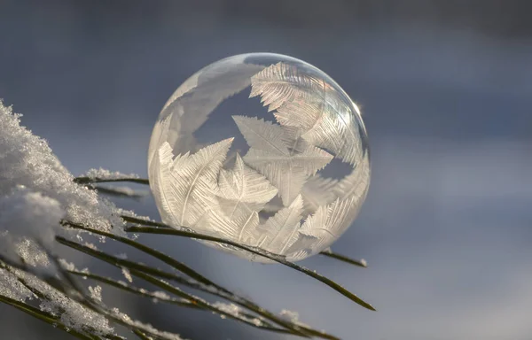 Çam iğnelerinde sabun köpüğü