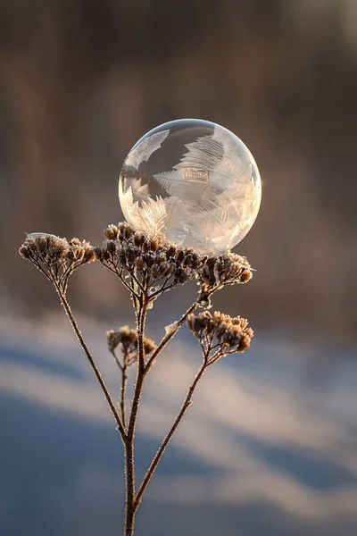 Замороженный Мыльный Пузырь Растении — стоковое фото