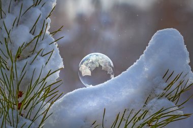 Çam dalında donmuş sabun köpüğü