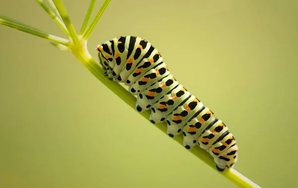 Een Rups Stengel Van Een Plant — Stockfoto