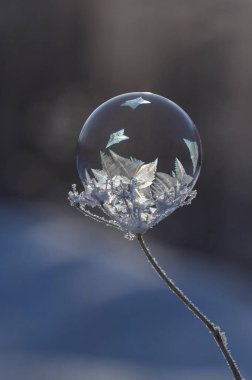 Bir bitkinin sapında donmuş sabun köpüğü
