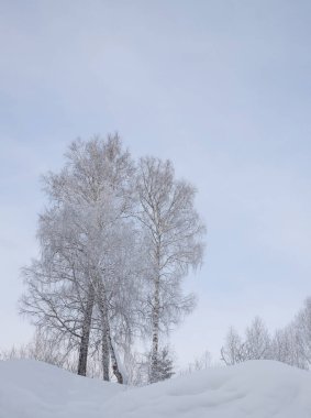 Mavi gökyüzü ve kardan oluşan bir arka plana karşı huş ağaçları