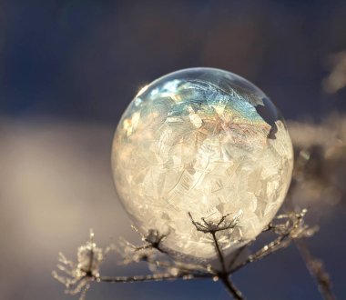 Bir bitkinin üzerindeki donmuş sabun köpüğü