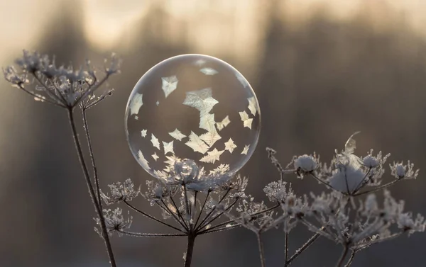 Burbuja Jabón Congelado Naturaleza —  Fotos de Stock