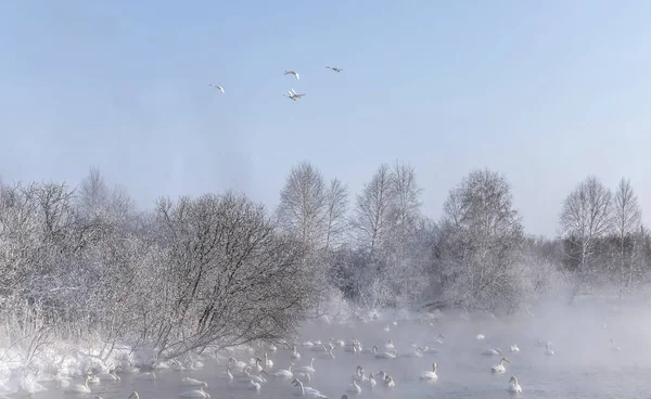 Лебеди Незамерзающем Озере — стоковое фото