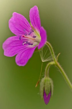 Karahindiba tohumlu güzel çiçek