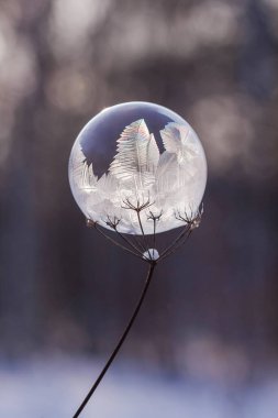 Bir bitkinin üzerindeki donmuş sabun köpüğü