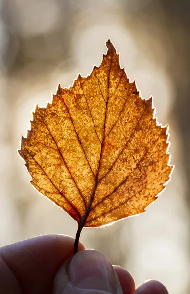 Maple Leaf Hands Man — Stock Photo, Image