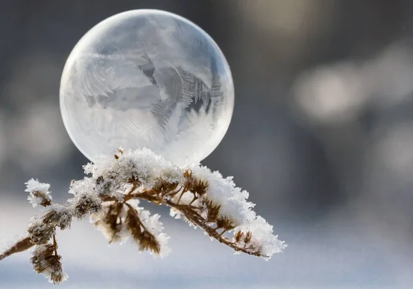 Bolla Sapone Congelata Sul Gambo Una Pianta — Foto Stock