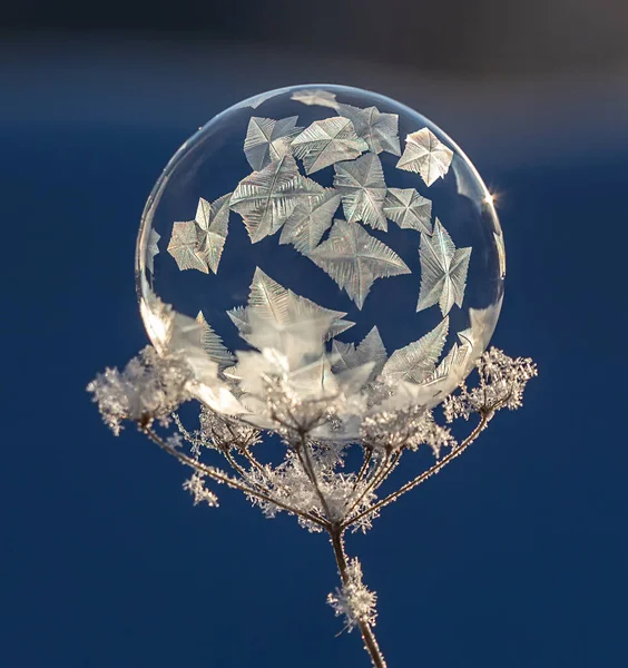 Burbuja Jabón Congelado Una Planta — Foto de Stock