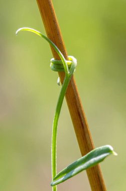Fabrikanın tırmanma sapı.