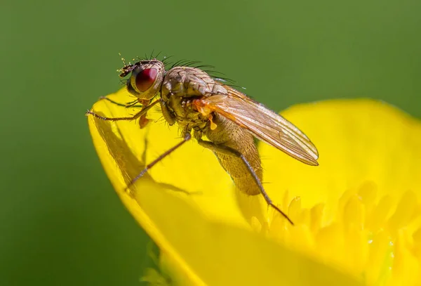 Eine Fliege Auf Einer Schönen Gelben Blume — Stockfoto