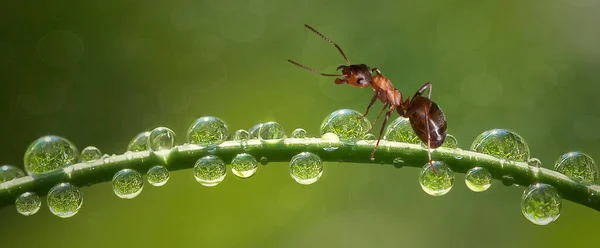 Eine Ameise Auf Einem Grashalm Mit Tautropfen — Stockfoto