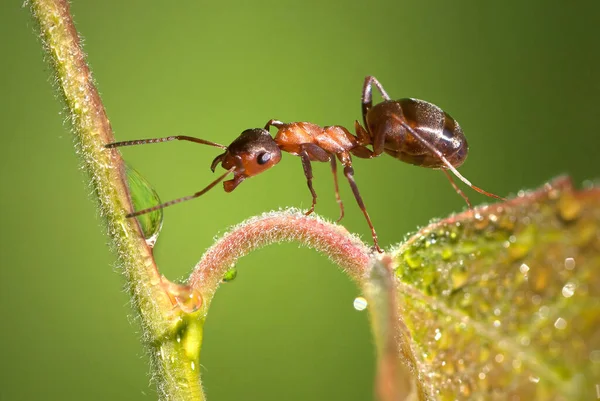 Ağaç yaprağının gövdesinde bir karınca