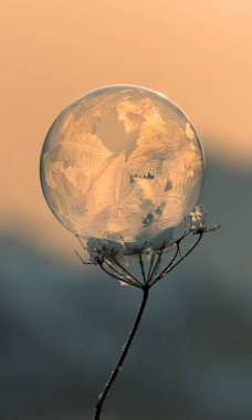 Bir bitkinin sapında donmuş sabun köpüğü