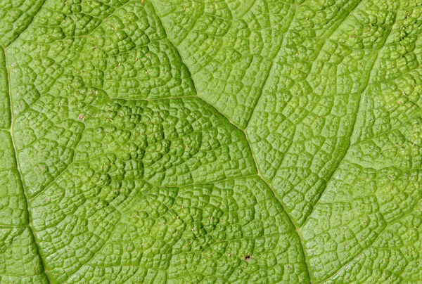 Leaf detail — Stock Photo, Image