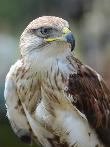 Retrato de buzzard comum — Fotografia de Stock