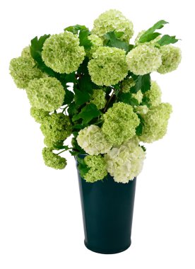 kartopu kartopu çalı