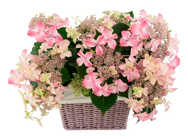 Hydrangea in basket — Stock Photo, Image